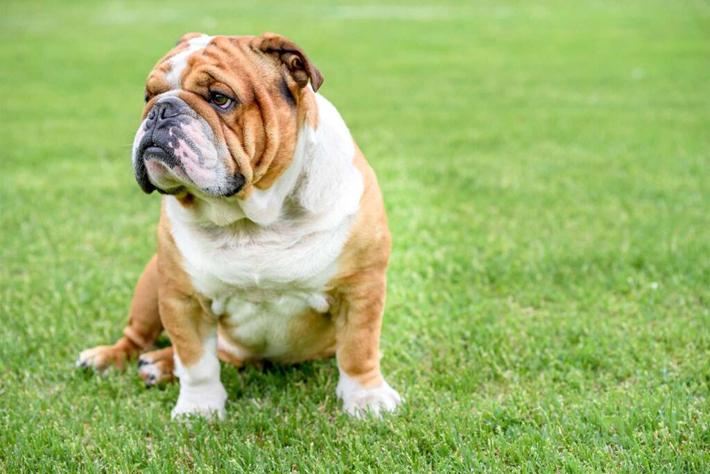 Bulldog - Your Canine Needs