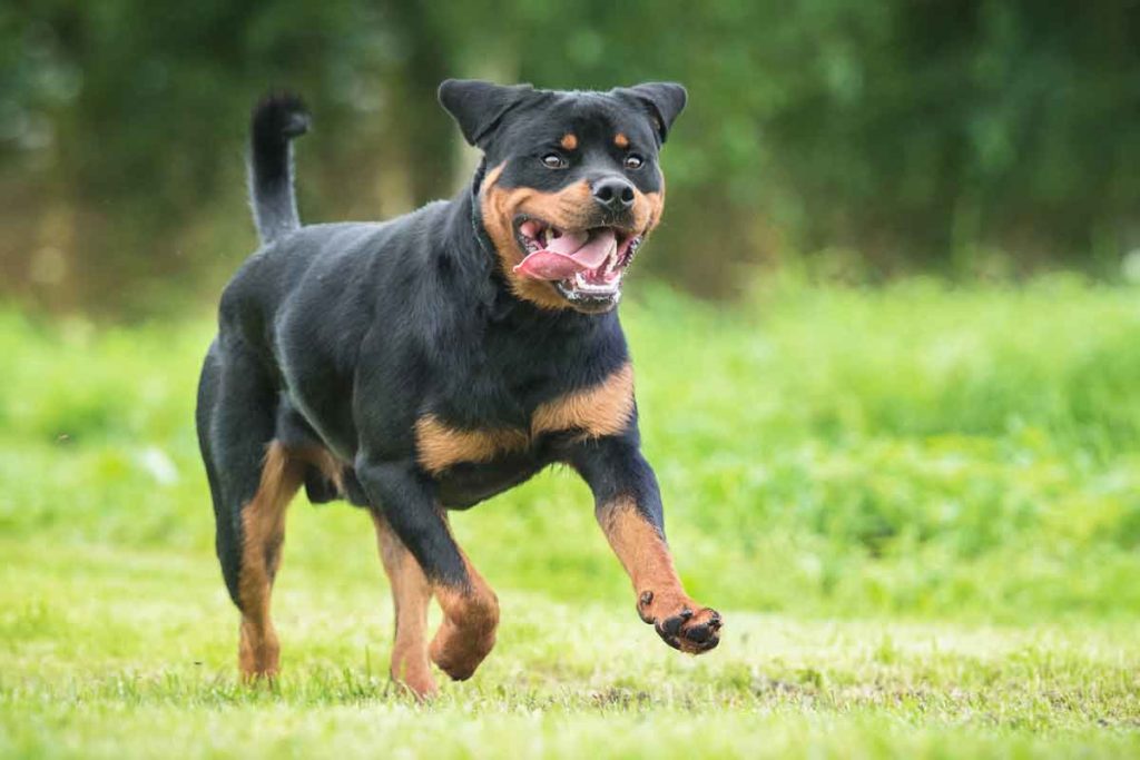 Rottweiler - Your Canine Needs