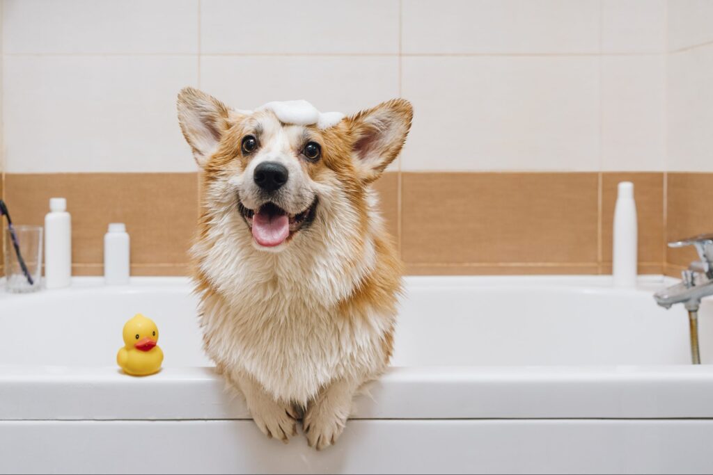 bathing dogs