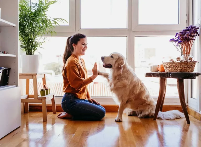 New Dog Owner Guide: Top 7 Tips to Make Your New Dog Feel Comfortable In Your Home