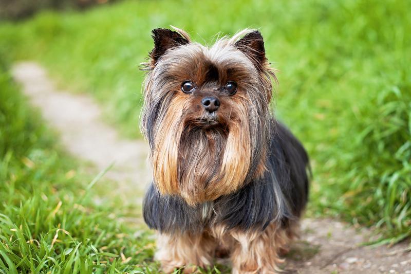 yorkshire terrier - dog owner's guide - Your Canine Needs