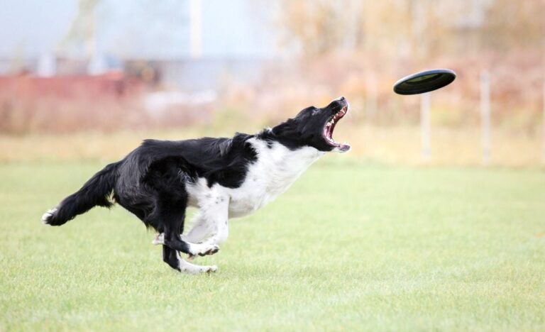 How to Teach A Dog to Fetch: A Comprehensive Guide for New Dog Owners